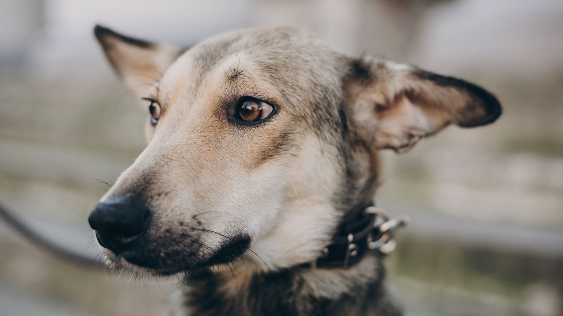Understanding Pet Behavior: Decoding Your Pet's Communication