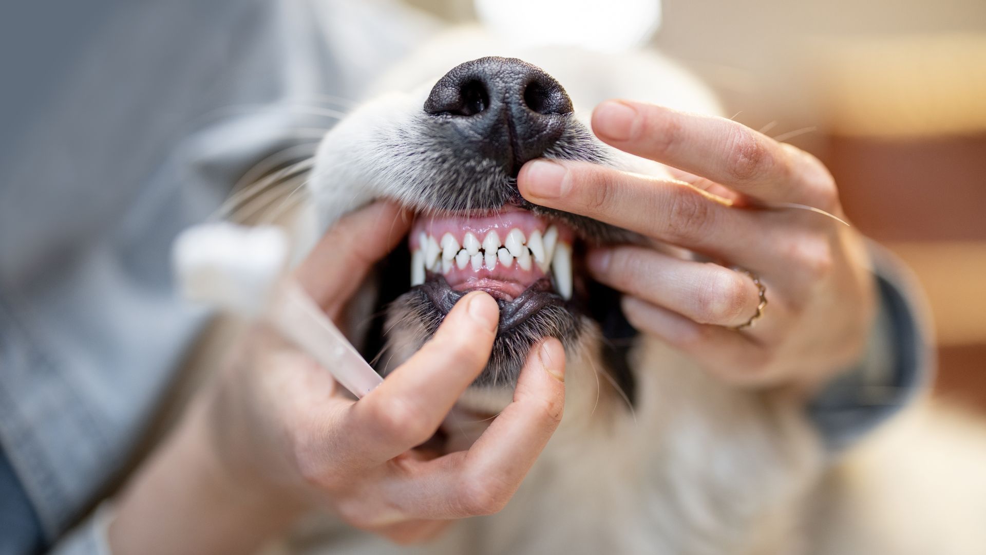 Dental Care for Pets: A Complete Guide to Healthy Teeth and Gums