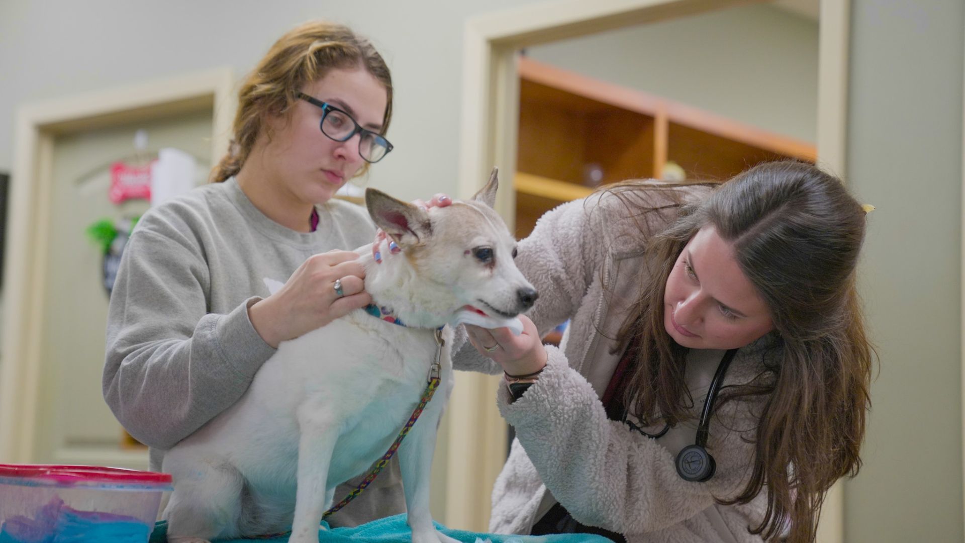 Essential Pet Wellness Exams: What Every Pet Owner Should Know