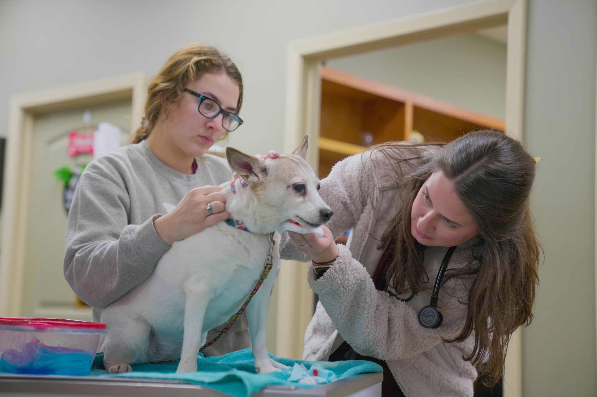 Veterinary team members providing compassionate care to a patient at Bellevue Animal Clinic