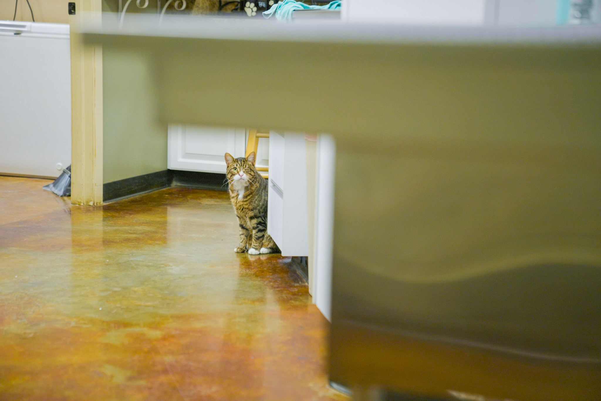 Tabby cat patient at Bellevue Animal Clinic in Opelousas, LA