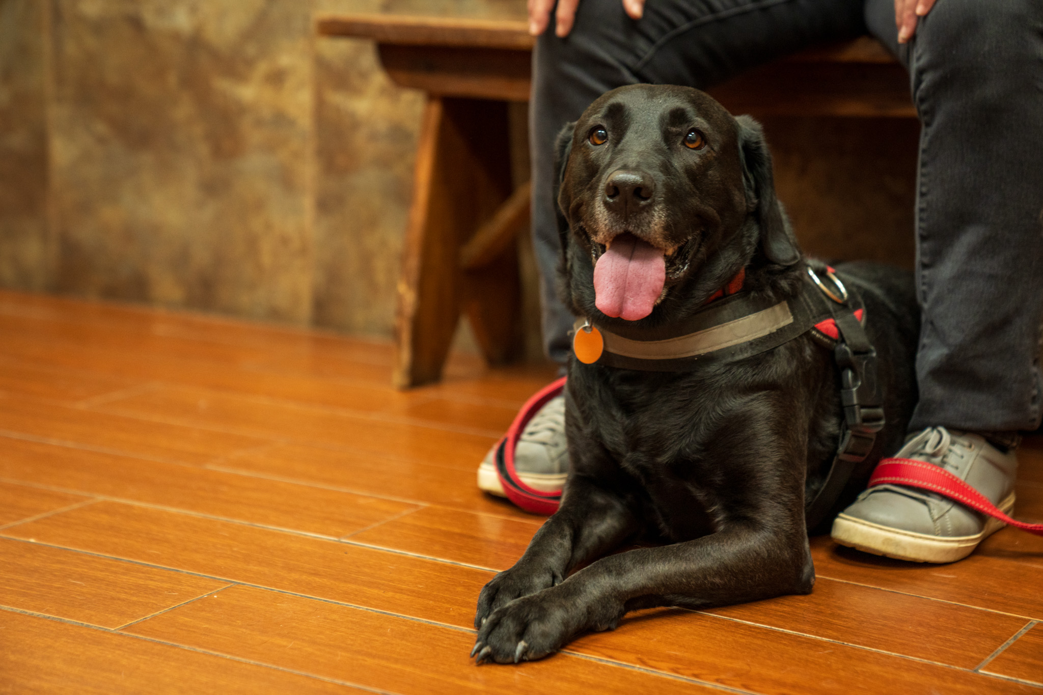 Service dog receiving veterinary care at Bellevue Animal Clinic in Acadiana