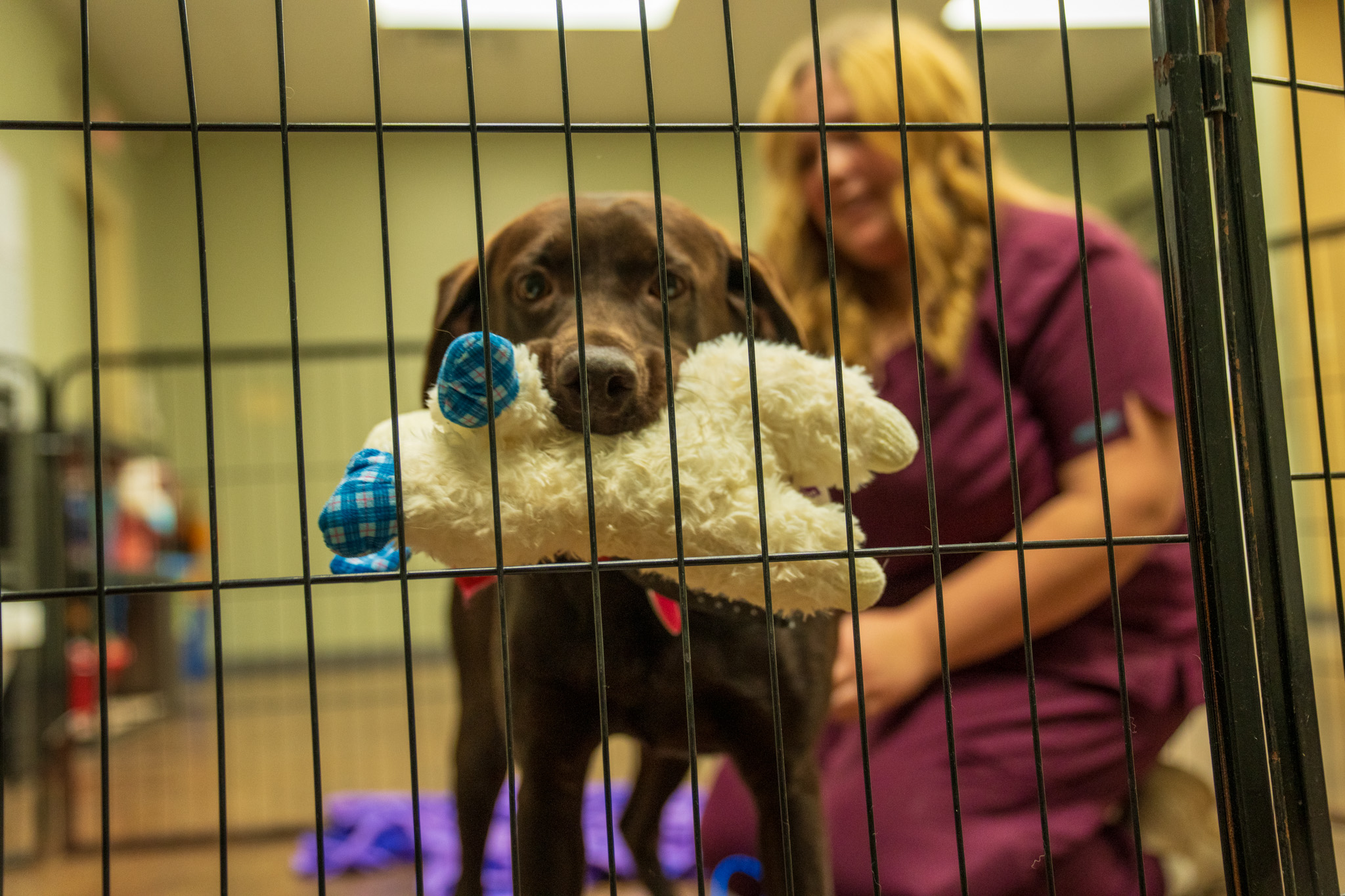Happy dog in boarding facility at Bellevue Animal Clinic