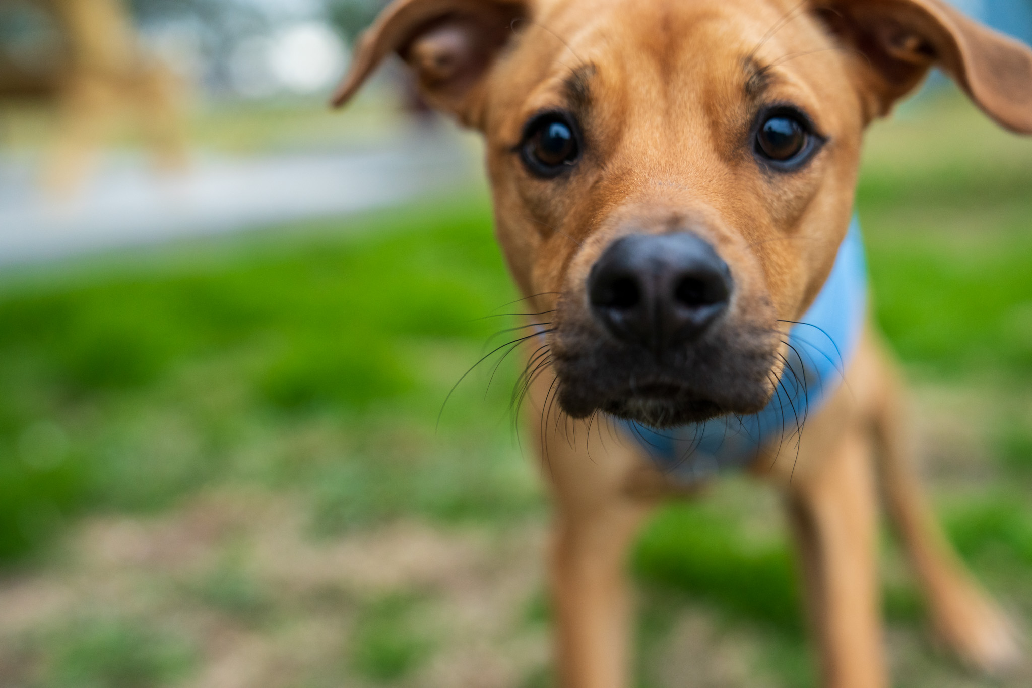Pet portrait showing quality veterinary care at Bellevue Animal Clinic