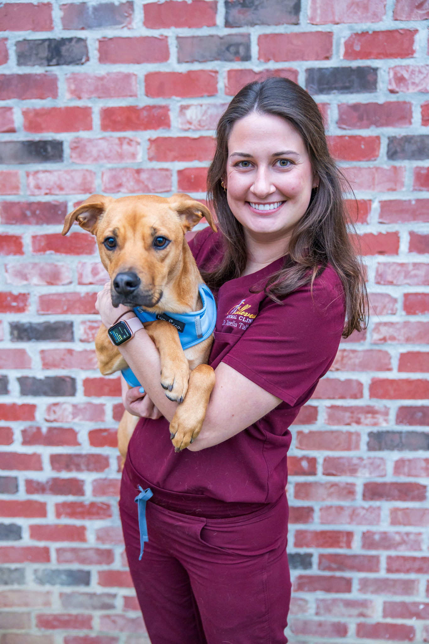 Dr. Amelia Talbot holding a patient at Bellevue Animal Clinic